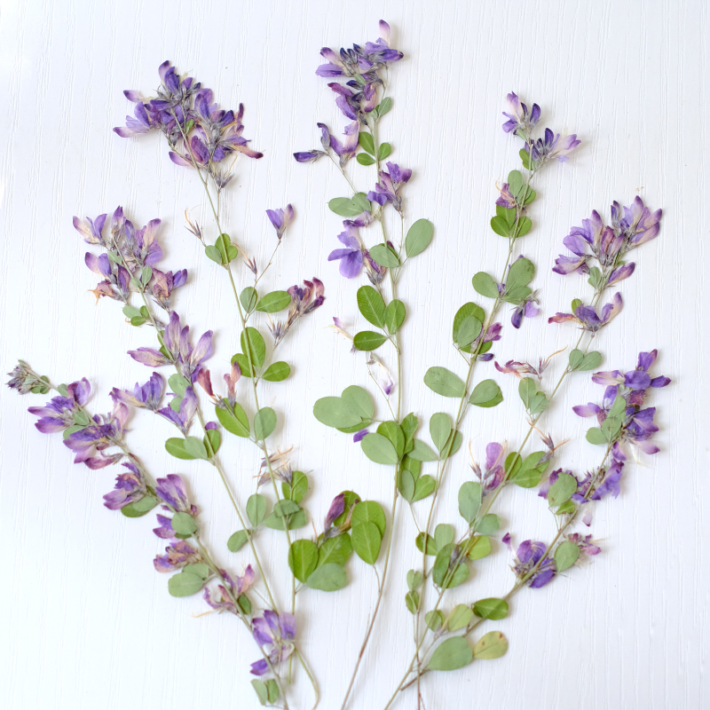 Pressed Flower Art - 6pcs,nature Lespedeza Formosa Dried Pressed Flowers,Plant