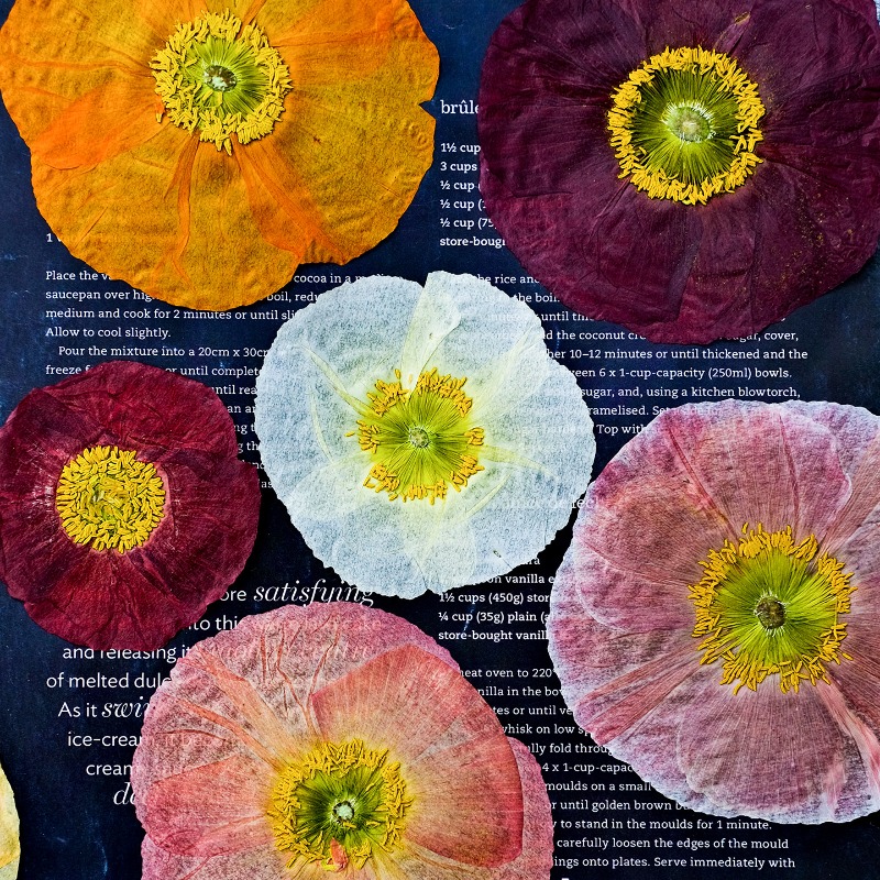 Pressed Flower Art - 1pcs,Nature Field Poppy Pressed Dry Flowers
