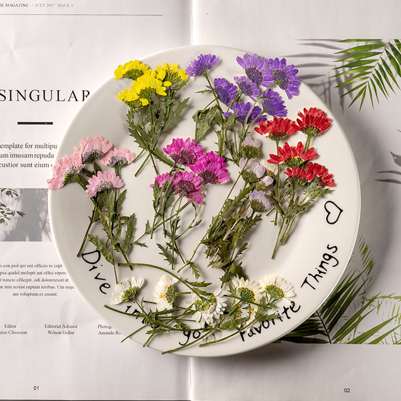 Dried Flower Bookmark - 5-8cm/24pcs,Side Pressed Crystal Chrysanthemum With Branch,Dried