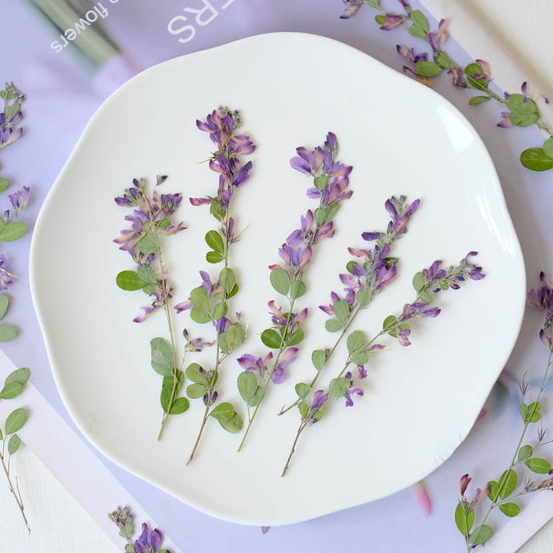 6pcs,nature Lespedeza Formosa  - Pressed Flower Art 评论和价格