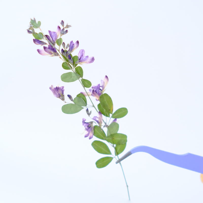 6pcs,nature Lespedeza Formosa  - Pressed Flower Art 评论和价格