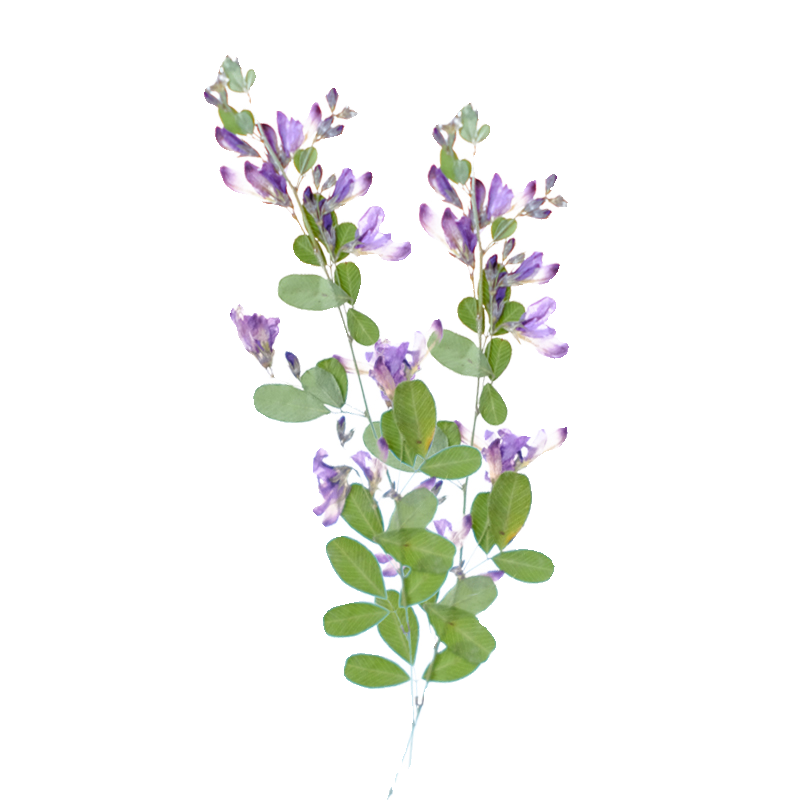 6pcs,nature Lespedeza Formosa  - Pressed Flower Art 评论和价格