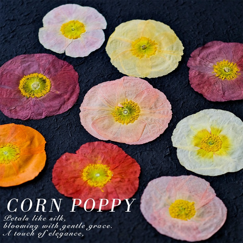 1pcs,Nature Field Poppy Presse - Pressed Flower Art 评论和价格