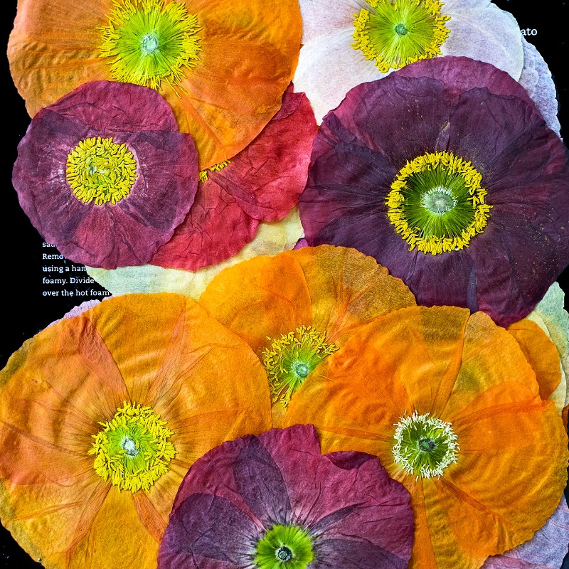 1pcs,Nature Field Poppy Presse - Pressed Flower Art 评论和价格