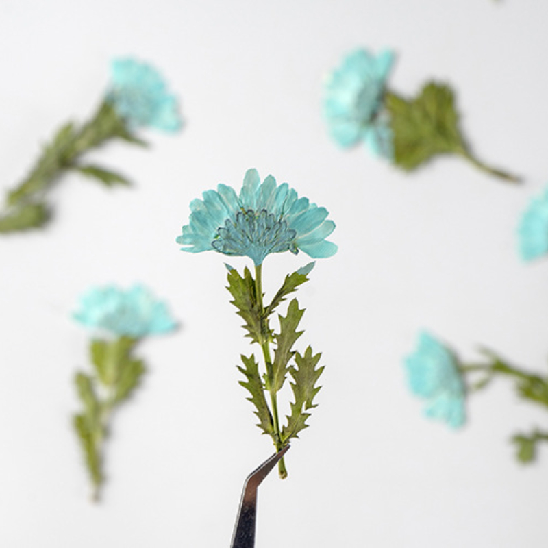 5-8cm/24pcs,Side Pressed Cryst - Dried Flower Bookmark 评论和价格