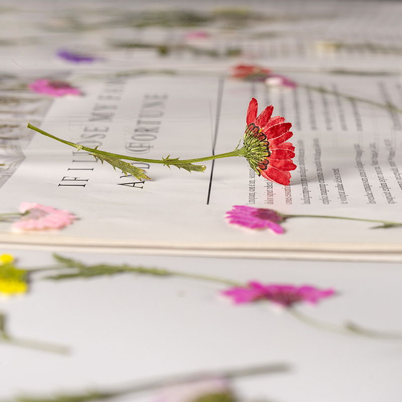 5-8cm/24pcs,Side Pressed Cryst - Dried Flower Bookmark 评论和价格